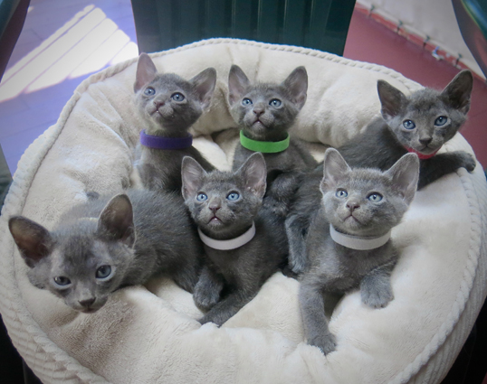 Kittens at 5 weeks